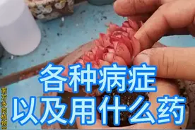 多肉生病了怎么办，你的多肉是什么病，用什么药你不知道吧，我有对症的图片你可以对比就晓得了#多肉植物养护 #多肉视频封面