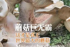 #世界最大蘑菇长什么样 这才是世界最大蘑菇；云南临沧班卡村发现的蘑菇巨无霸：巨大口蘑。视频封面
