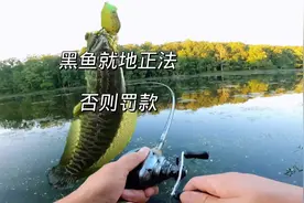 我们这里黑鱼不能活着带走，否则被开罚单 #户外钓鱼 #浮水蛙视频封面