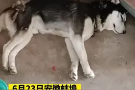 哈士奇咬死6只鸡1只鸭被逮捕，躺在地上满脸生无可恋…视频封面