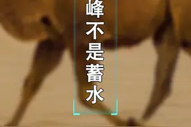 骆驼的驼峰原来不是蓄水的噢。#冷知识 @抖音小助手视频封面