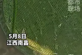 男子在玉带河钓鱼钓到一条15厘米长的“四脚鱼”，竟是国家二级保护动物！#娃娃鱼 #国家保护动物 #钓鱼 #江西dou知道 视频封面