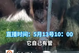 山东烟台，大猩猩自备吸管向游客要饮料，走红后玻璃缝被堵上了～今天上午10点，打卡南山公园，探访网红大猩猩视频封面