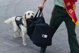 老兵退伍，警犬咬着行李不让走，最后“违抗命令”冲出大门追向老兵。来源：安徽武警视频封面