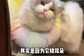 老花不过就是一个平平无奇的bug制造小天才#抖音宠物图鉴 #布偶猫视频封面
