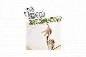 怎么逗猫更爽？把逗猫棒玩出灵魂~

#科学养宠攻略 #新手养猫视频封面