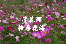 沙坪坝曾家有一片六万平米的格桑花海视频封面