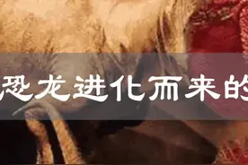鸡是恐龙进化而来的？#科普 #动物世界 #奇妙的动物 #史前巨兽 #视频封面