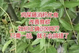 如何识别消积化食的鸡屎藤？#中药 #老中医 #大家dou来说健康视频封面