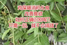 如何识别消积化食的鸡屎藤？#中药 #老中医 #大家dou来说健康视频封面