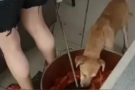 狗口水都流到熟食桶里了？#店老板回应外卖员拍到狗在肉桶进食 ：没注意流浪狗，东西已倒掉视频封面