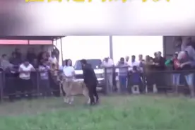 高加索中亚猎狼，这属于半兽物种，杀伤力十足，就算凶残的狼也可能不是它们的对手，土耳其坎高也得让它三分！视频封面