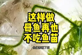 这样做母鱼再也不吃鱼苗#孔雀鱼 #鱼苗养殖 #泡沫箱养鱼视频封面