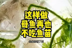 这样做母鱼再也不吃鱼苗#孔雀鱼 #鱼苗养殖 #泡沫箱养鱼视频封面