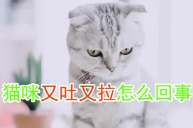 猫咪又吐又拉怎么回事视频封面