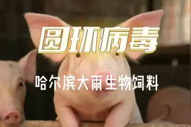猪圆环病毒#自繁自养 #疾病防控 #养殖 #兽医视频封面
