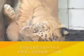全球唯一虎狮虎兽满半岁，确定是女孩儿#狮虎兽 @抖音短视频视频封面