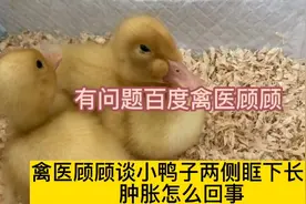 #禽医顾顾谈小鸭子两侧眶下长包