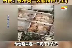 村民2万元购入4000多只小鸡苗，3天内陆续死亡，厂家技术人员承诺包教包会，竟一天都没待.视频封面
