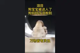 狗宝宝被送人了，狗妈妈含泪抱别，转身就是一辈子视频封面