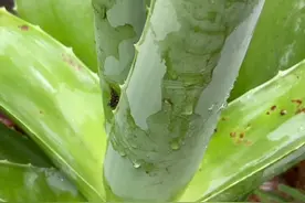 给自己做个晒后修复冰晶 #芦荟胶  #花园生活 视频封面