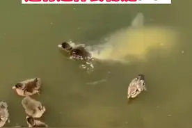 一口吃掉一个小鸭子！草鱼还有这种食物链？原来草鱼不光吃草#水产养殖 #草鱼 #养鱼 视频封面