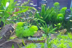 #水草缸 六种有效的除藻方法#清除鱼缸藻类 鱼缸藻类有效控制方法视频封面