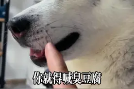 #萌宠出道计划 #二哈 该拆的家一件也没落 该耍的帅随时都在耍@抖音短视频视频封面