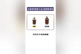大米里的黑色小虫子，是从哪里冒出来的？#冷知识#米象 #大米