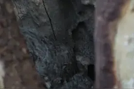 连云港海州区发现两只猫头鹰！大大的眼睛太可爱啦，大家看到了可不要打扰它们哟 #奇妙的动物  #江苏全民目击 视频封面