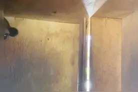 眼大头小嘤嘤怪，这个小家伙你一定没见过#奇妙的动物 #蜜熊视频封面