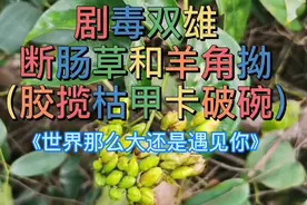 植物中的“剧毒双雄”断肠草和羊角拗（潮汕方言：胶榄枯甲卡破碗视频封面