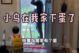 又是一个下雨天☔️太安逸了～意外发现在我家筑巢的小鸟妈妈居然下了一个蛋，这个蛋可以吃吗？视频封面
