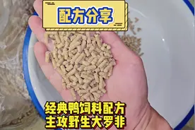 鸭饲料野钓大罗非配方分享，十几年的经典，便宜简单好用#钓鱼