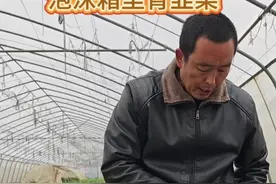 如何用泡沫箱育菜苗#抖音助农 #三农 #新农人计划 #韭菜 #农大果园管理@抖音短视频视频封面