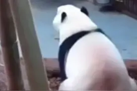 管事的人有去关心过叶子吗？！如此可怜的叶子你们就看得下去吗？！#大熊猫和花 #大熊猫和叶 #大熊猫