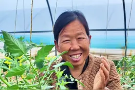 番茄苗怎么扦插 怎么用别人家的番茄苗移栽#番茄种植 #种植小技巧 #生菜杨姐 #三农 #蔬菜种植 @DOU+小助手