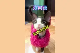 德子的猫语沟通器视频封面