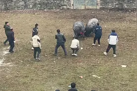 #牛脾气来了挡都挡不住 牛马生活即将开始视频封面