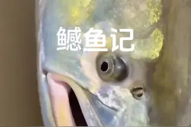 兄弟们 这是直接往二舅家鱼塘扔还是再去抓点饵鱼？#鳡鱼 #路亚鳡鱼视频封面