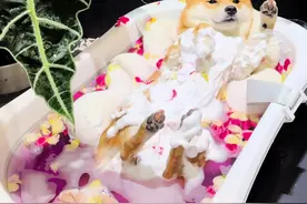 带你体验一下农村的精致小八嘎洗澡澡到底需要几步？#柴犬 #萌宠出道计划 #狗狗洗澡视频封面
