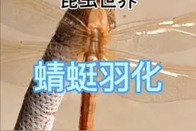 #蜻蜓#水虿#羽化#野采 #破茧重生 说明一下拍摄情况：羽化过程时长约六个小时，即从水虿爬出水面找到合适位置开始，到羽化为蜻蜓能展翅飞翔这个过程大约六个小时。 因为我对蜻蜓羽化过程太熟悉了，知道什么时间它有什么变化，所以拍摄过程不算辛苦。比较耗精力的是剪辑过程——需要将视频裁剪成几十段，按照不同的倍速（0.5—2000）调整每段视频的播放速度，以达到尽可能的保持细节，尽可能的让视频播放流畅，又不至于让视频过长的效果。认真一点的话，剪辑过程需要三四个小时。