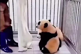 辉宝：其实那一瞬间我害怕极了#睿宝辉宝 #大熊猫辉宝视频封面
