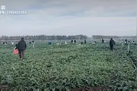 昌吉市六工乡13户村160亩油菜免费采摘无公害视频封面