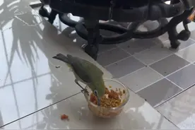 #宠物知识 #科普 #绣眼鸟视频封面