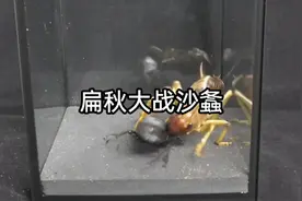 中华巨扁秋甲大战沙螽#神奇动物在抖音 #难得一见 #昆虫世界