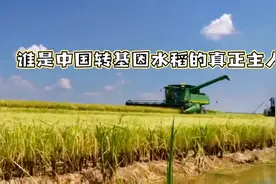 #谁是中国真正转基因水稻的主人？视频封面