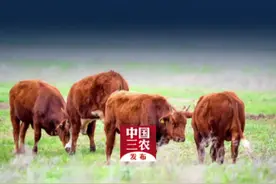 #政在发布 农业农村部：迅速有力做好助农助企纾困工作，切实稳定肉牛奶牛生产。视频封面