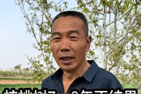 核桃树7、8年不结果 核桃树7、8年不结果，什么原因？#核桃树苗 #果树种植 #农业种植 #新农人计划2024 #优质农产品视频封面