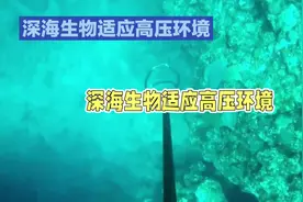 深海里的生物为什么能承受那么大的水压？视频封面